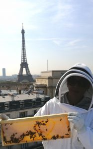 Le miel et les abeilles de Bee Happy Miel sur les toits de Paris devant la Tour Eiffel. Vous pourrez déguster ce miel au petit-déjeuner de l'Hôtel Trianon Rive Gauche.